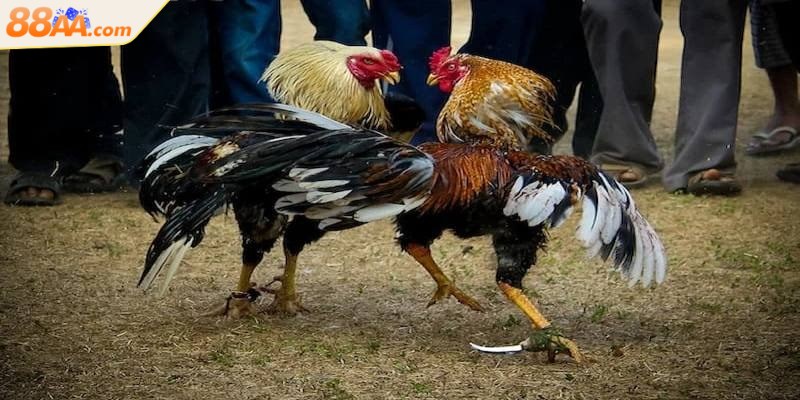 Đá gà cựa dao nổi bật như một hình thức thi đấu gay cấn, tốc độ