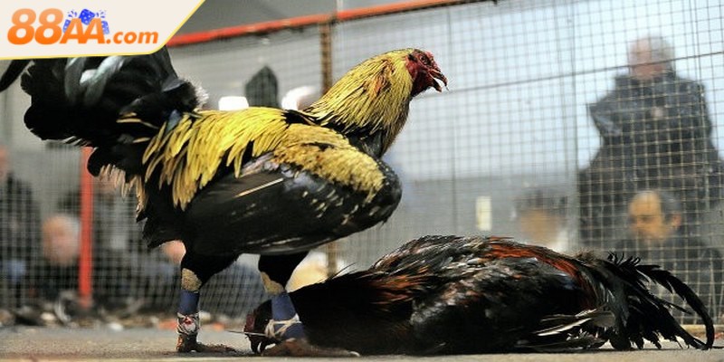 Đá gà cựa sắt là hình thức thi đấu khi chiến kê được trang bị cựa kim loại sắc bén