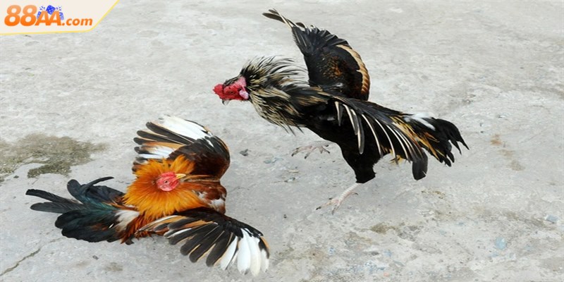 Đá gà nòi mang đến sự kịch tính trong từng trận đấu quyết liệt